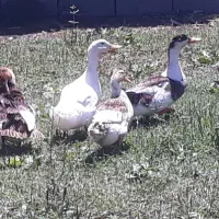 اردک محلی گوشتی تخم گذار