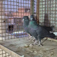 کبوتر دولا دولا|پرنده|خمینی‌شهر, |دیوار