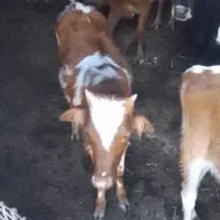 گوساله ماده|حیوانات مزرعه|صادق آباد, |دیوار