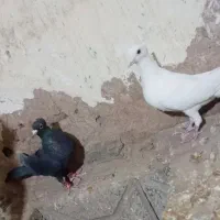 کبوتر|پرنده|زاوه, |دیوار