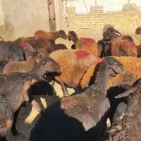 میش افشاری بادبره