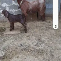 سلام خوبین بنده فروش بز کهره دار نر