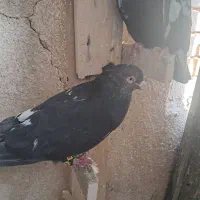 ۷تا کبوتر نر