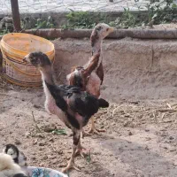 جوجه لاری