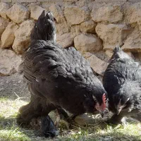 جوجه برهما، مرندی، لاری،گلین لری