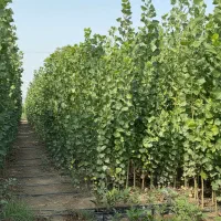 آخرین فرصت خرید نهـال صـنوبـر با 30٪ تخفیف ویژه|خدمات باغبانی و درختکاری|کبودرآهنگ, |دیوار