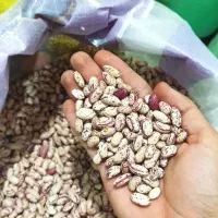 انواع لوبیا * چیتی سفید و رشتی و قرمز black Friday