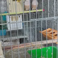 فنچ شگلاتی بالغ گلدین