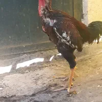 لاری