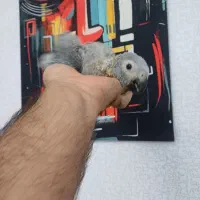 جوجه کاسکو پرورش داخل حلقه پا شاه تخم استثنایی|پرنده|تهران, هفت چنار|دیوار