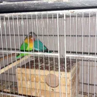 عروس هلندی|پرنده|شهریار, کهنز|دیوار