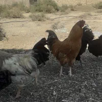 خروس محلی چهل تاج کاکلی فراسوی و...|حیوانات مزرعه|جوادآباد, |دیوار