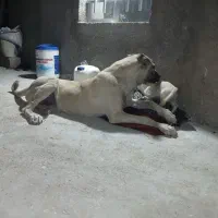 گمشده|سگ|زنجانرود, |دیوار