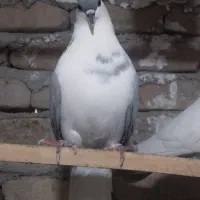 ساده سبز ماده عروسک