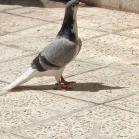 کبوتر|پرنده|اصفهان, شهرک ولیعصر|دیوار