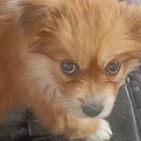 سگ پامر|سگ|مشکیندشت, |دیوار