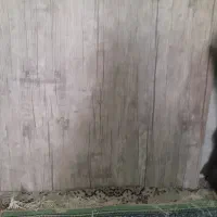 کابینت فلزی دست دوم