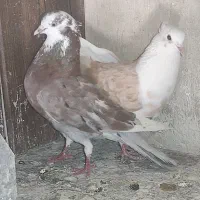 یجفت کبوتر کاکلی نرو ماده