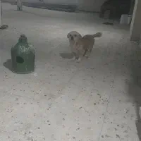 سگ پاکوتاه