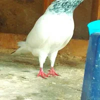 داروی کبوتر