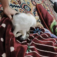 واگذاری بچه گربه  تمیز و باهوش و شیطون