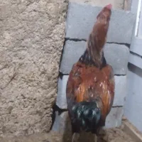 خروس لاری|حیوانات مزرعه|شیروان (خراسان), |دیوار