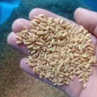 بذرگندم دیم صدرا|خدمات باغبانی و درختکاری|شیرینسو, |دیوار