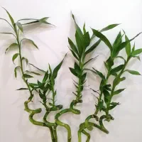 گل و گیاه آپارتمانی|گل و گیاه طبیعی|صدرا-فارس, فاز ۱|دیوار