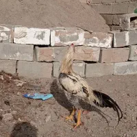 خروس لاری|حیوانات مزرعه|ملکان, |دیوار