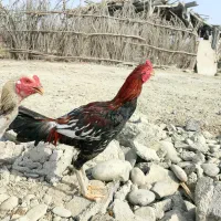 خروس لاری فروشی
