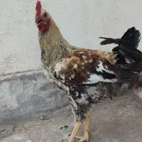 یک عدد خروس محلی