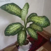 گل دیفن|گل و گیاه طبیعی|ماهیدشت, |دیوار