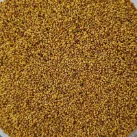 بذر یونجه شهری