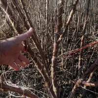 انواع نهال مثمر و غیر مثمر