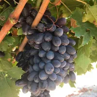 نهال دوساله انواع انگور موجود  است