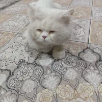 گربه پرشین نر|گربه|زاهدان, |دیوار