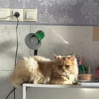 واگذاری گربه پرشین