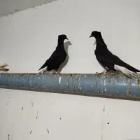 کبوتر طوقی هفرنگ و دم سفید و دوکت و بلژیکی|پرنده|رشت, جماران|دیوار