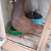 جفت سیاتی با جوجه|پرنده|سرپل ذهاب, |دیوار