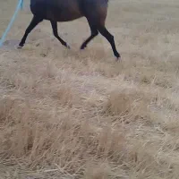 اسب مادیان ۳ساله|اسب و تجهیزات اسب‌سواری|اردبیل, |دیوار