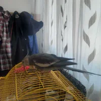 فروش عروس هلندی نر نژاد آهویی با قفس|پرنده|اسفراین, |دیوار