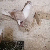 نروماده سیدی