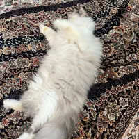 گربه برای جفت گیری