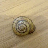 نقره خودت را خواستی به من بفروش