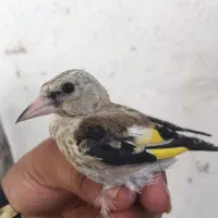 سهره معاوضه