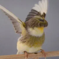 قناری اهلی