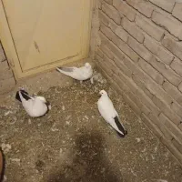 کبوتر|پرنده|ایلخچی, |دیوار