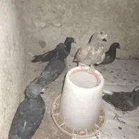 معاوضه با عروس ، هلندی ، طوقی، مرغ عشق ،کبوتر|پرنده|دوگنبدان, |دیوار