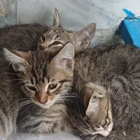 گربه