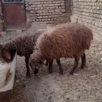 دوتا بره یکی نر یکی ماده|حیوانات مزرعه|فریمان, |دیوار